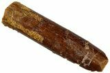 Fossil Sauropod Dinosaur (Rebbachisaurus) Tooth - Morocco #293676-1